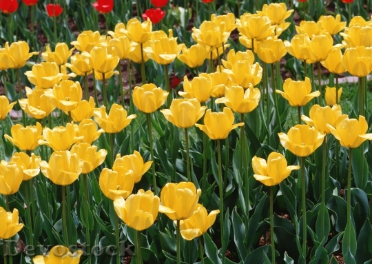 Devostock Yellow Colorful Tulips Tulips 0