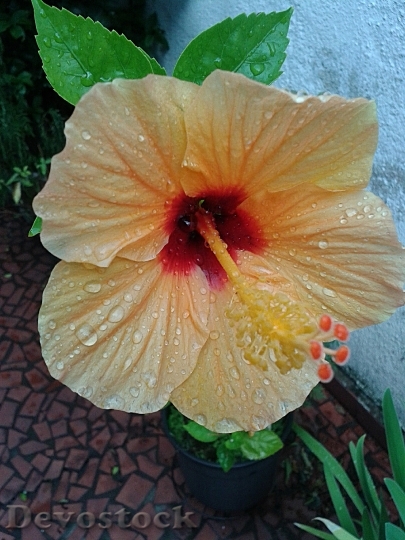 Devostock Yellow Hibiscus Flower Plant