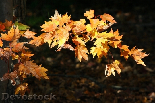 Devostock Yellow Leaves Maple Autumn