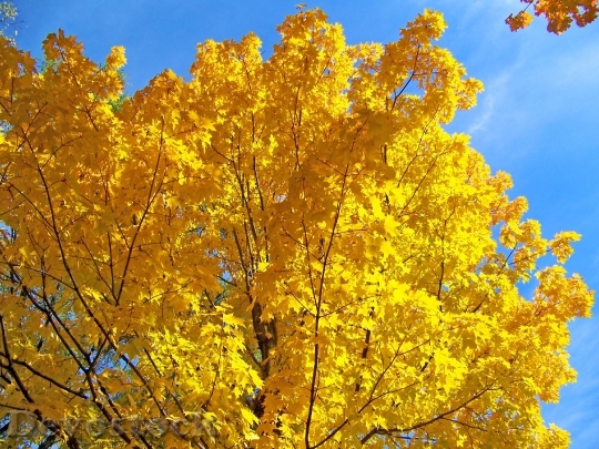 Devostock Yellow Maple Tree Leaves 0