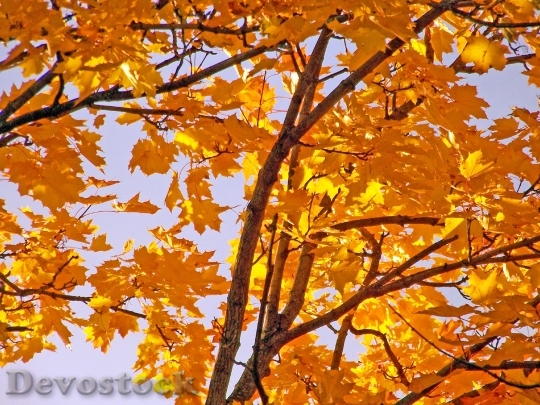 Devostock Yellow Maple Tree Leaves 3