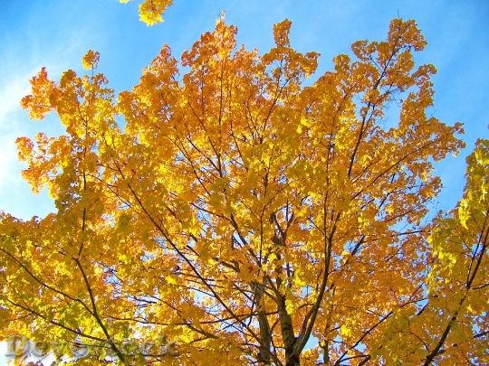 Devostock Yellow Maple Tree Leaves