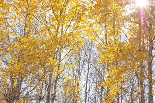 Devostock Yellow Trees Autumn 730195