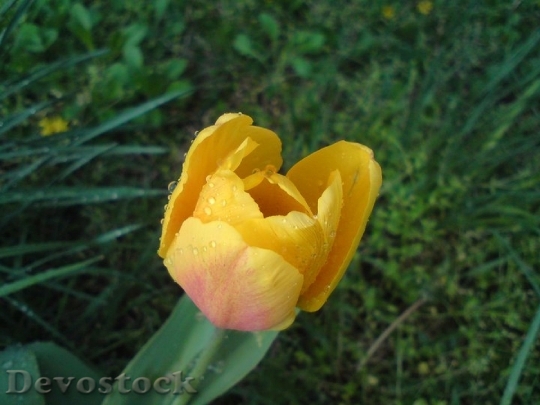 Devostock Yellow Tulip Rain Yellow