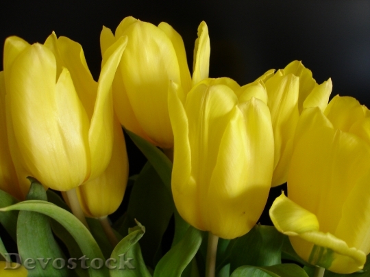 Devostock Yellow Tulip Spring 1394962