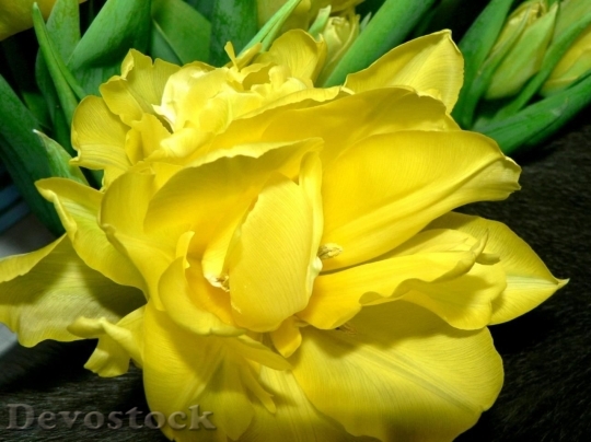 Devostock Yellow Tulip Spring