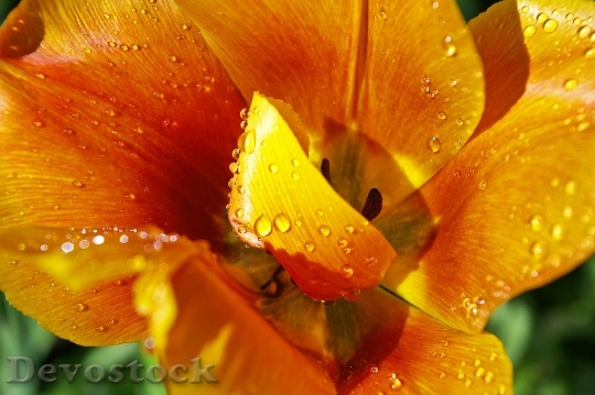 Devostock Yellow Tumor Orange Tulip 0