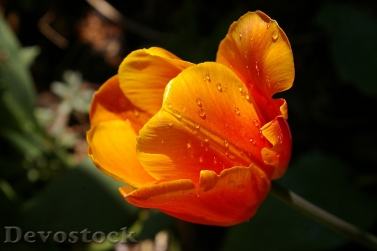 Devostock Yellow Tumor Orange Tulip