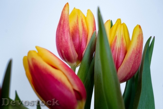 Devostock Tulips